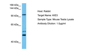 KIF23 Rabbit Polyclonal Antibody