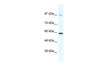 KIF23 Rabbit Polyclonal Antibody