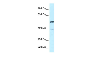 Trp63 Rabbit Polyclonal Antibody