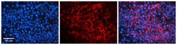 PGRMC2 Rabbit Polyclonal Antibody