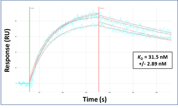 KMT5B Rabbit Polyclonal Antibody
