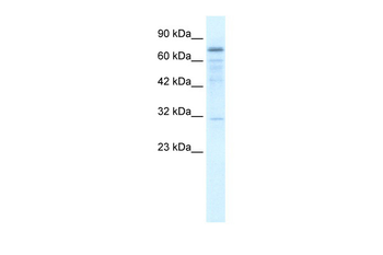 FLJ20244 Rabbit Polyclonal Antibody
