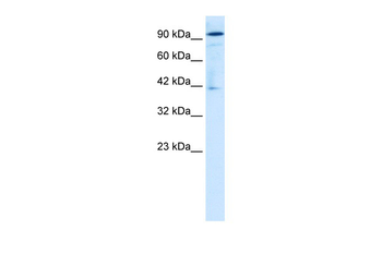 ZA20D1 Rabbit Polyclonal Antibody