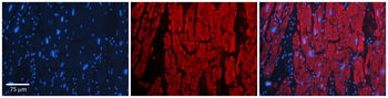 OTUD7B Rabbit Polyclonal Antibody