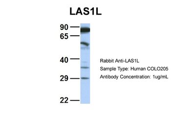 LAS1L Rabbit Polyclonal Antibody