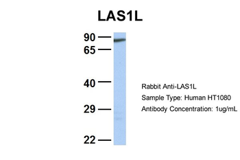 LAS1L Rabbit Polyclonal Antibody