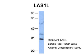LAS1L Rabbit Polyclonal Antibody