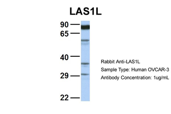 LAS1L Rabbit Polyclonal Antibody