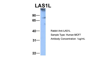 LAS1L Rabbit Polyclonal Antibody