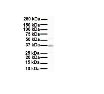 KCNAB2 Rabbit Polyclonal Antibody
