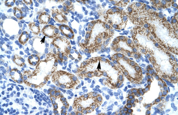 MYCL1 Rabbit Polyclonal Antibody