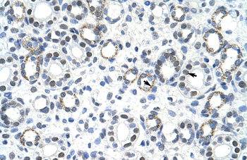 GSCL Rabbit Polyclonal Antibody