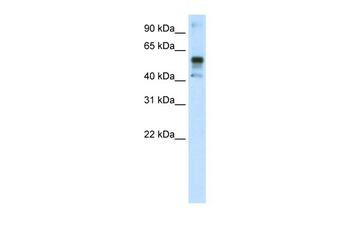 NFE2L2 Rabbit Polyclonal Antibody