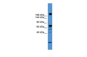 RLF Rabbit Polyclonal Antibody