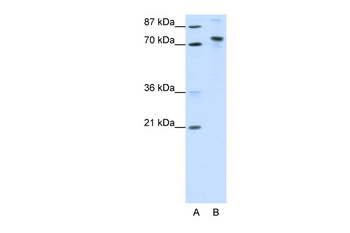 KIAA0737 Rabbit Polyclonal Antibody