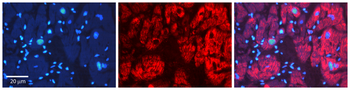 PDCD8 Rabbit Polyclonal Antibody
