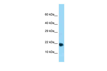 Rpl32 Rabbit Polyclonal Antibody