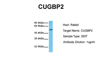 CUGBP2 Rabbit Polyclonal Antibody