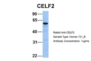 CELF2 Rabbit Polyclonal Antibody
