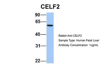 CELF2 Rabbit Polyclonal Antibody
