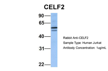 CELF2 Rabbit Polyclonal Antibody