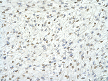 RBM9 Rabbit Polyclonal Antibody