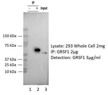 GRSF1 Rabbit Polyclonal Antibody