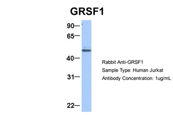 GRSF1 Rabbit Polyclonal Antibody