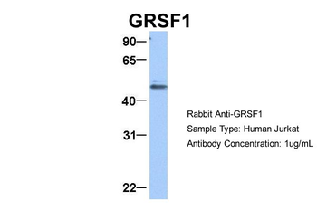 GRSF1 Rabbit Polyclonal Antibody
