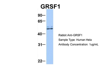 GRSF1 Rabbit Polyclonal Antibody