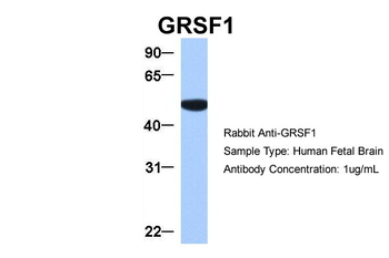 GRSF1 Rabbit Polyclonal Antibody