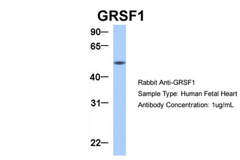 GRSF1 Rabbit Polyclonal Antibody