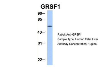 GRSF1 Rabbit Polyclonal Antibody