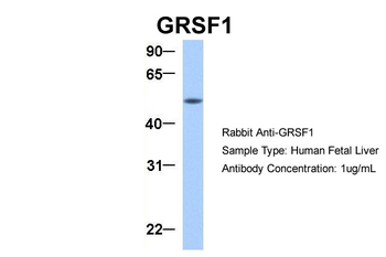 GRSF1 Rabbit Polyclonal Antibody