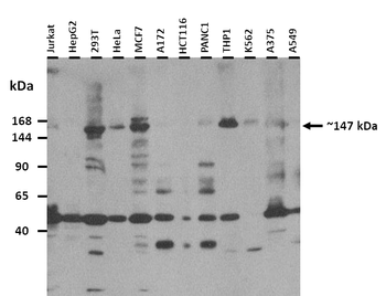 EIF4G3 Rabbit Polyclonal Antibody