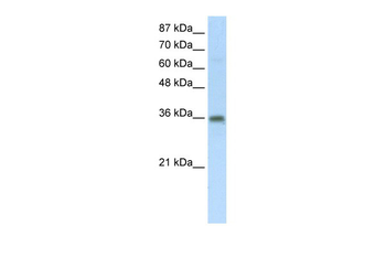 SFRS10 Rabbit Polyclonal Antibody