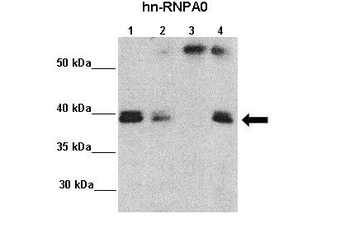 HNRPA0 Rabbit Polyclonal Antibody