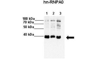 HNRPA0 Rabbit Polyclonal Antibody