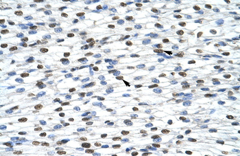 HNRPA0 Rabbit Polyclonal Antibody