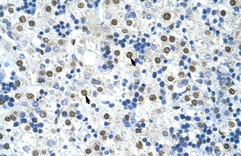 HNRPA0 Rabbit Polyclonal Antibody