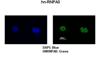 HNRPA0 Rabbit Polyclonal Antibody
