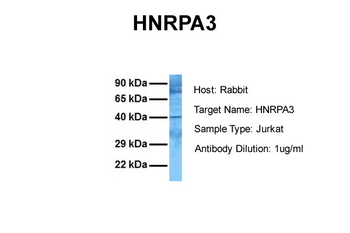 HNRPA3 Rabbit Polyclonal Antibody