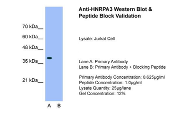 HNRPA3 Rabbit Polyclonal Antibody