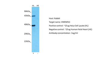 HNRPA3 Rabbit Polyclonal Antibody