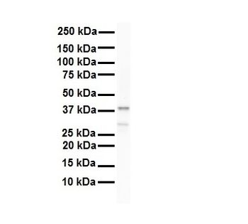 HNRPA3 Rabbit Polyclonal Antibody