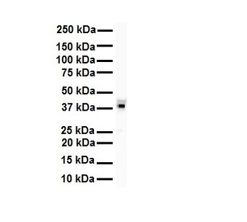 HNRPA3 Rabbit Polyclonal Antibody