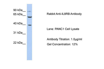 IL8RB Rabbit Polyclonal Antibody