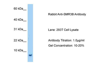 SMR3B Rabbit Polyclonal Antibody