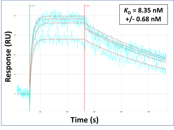 PXDN Rabbit Polyclonal Antibody