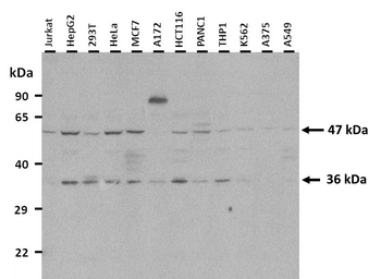 C6orf134 Rabbit Polyclonal Antibody